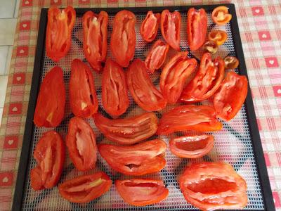 Le séchage des tomates Corne des Andes a commencé