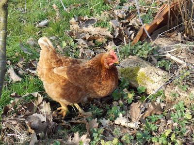 Pourquoi adopter des poules en permaculture ?