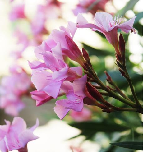 Le meilleur de l’été Le meilleur de l’été