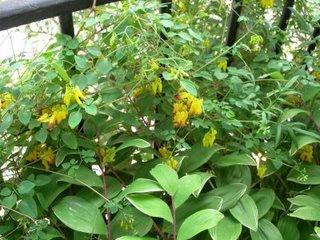 Quelques fleurs pour ce premier dimanche d'été...