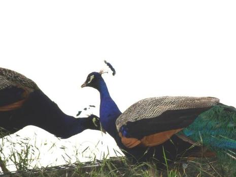 Contre-jour retouché Contre-jour retouché