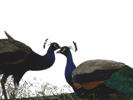 Contre-jour retouché Contre-jour retouché