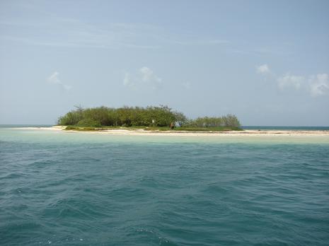 Période de reproduction des sternes en Guadeloupe dsc06799.JPG