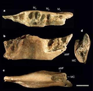  De nouveaux fossiles éclairent l'origine des Hobbits de l'île de Florès
