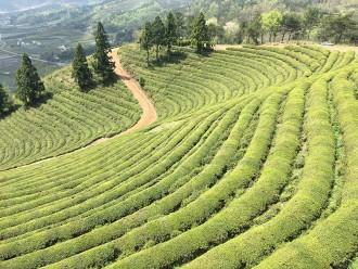 Plantation de thé vert Boseong