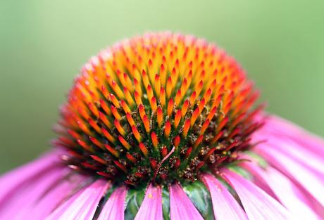 ECHINACEA ECHINACEA