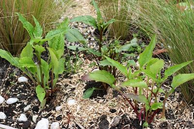 ECHINACEA ECHINACEA