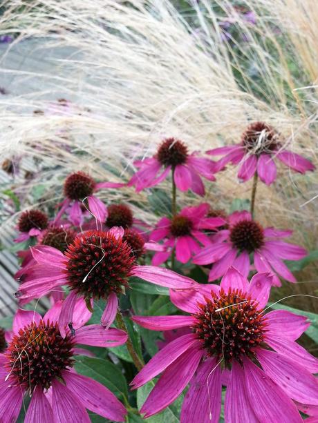 ECHINACEA ECHINACEA