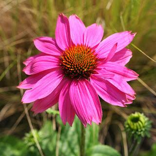 ECHINACEA ECHINACEA