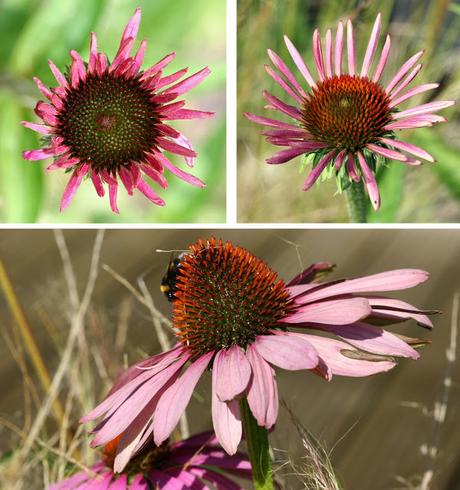 ECHINACEA ECHINACEA