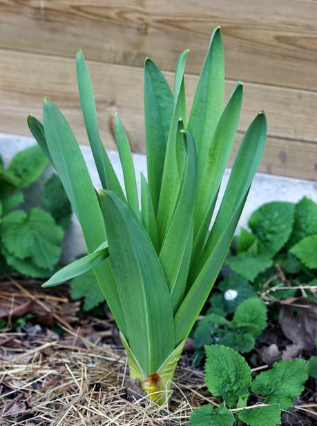 Eremurus - Le Lys des steppes ou Lys queue de renard Eremurus - Le Lys des steppes ou Lys queue de renard