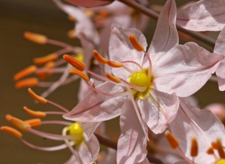 Eremurus - Le Lys des steppes ou Lys queue de renard Eremurus - Le Lys des steppes ou Lys queue de renard