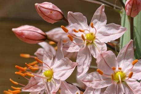 Eremurus - Le Lys des steppes ou Lys queue de renard Eremurus - Le Lys des steppes ou Lys queue de renard
