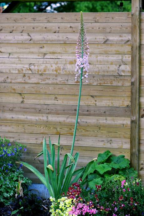 Eremurus - Le Lys des steppes ou Lys queue de renard Eremurus - Le Lys des steppes ou Lys queue de renard
