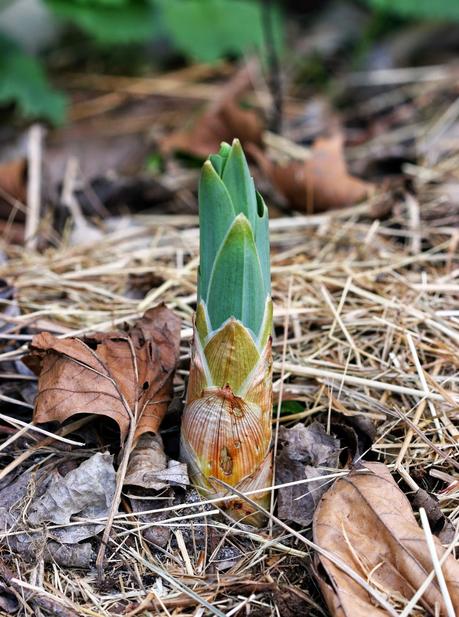 Eremurus - Le Lys des steppes ou Lys queue de renard Eremurus - Le Lys des steppes ou Lys queue de renard