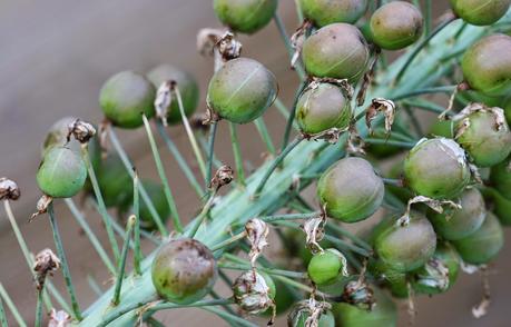Eremurus - Le Lys des steppes ou Lys queue de renard Eremurus - Le Lys des steppes ou Lys queue de renard
