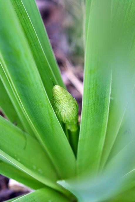 Eremurus - Le Lys des steppes ou Lys queue de renard Eremurus - Le Lys des steppes ou Lys queue de renard