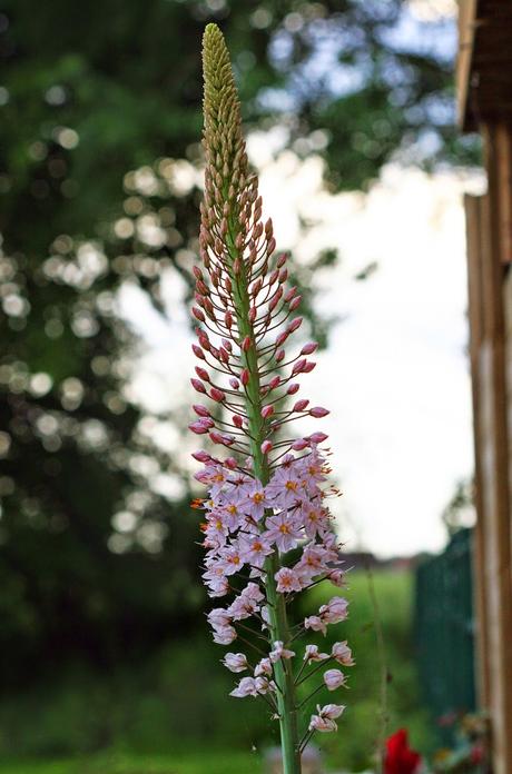 Eremurus - Le Lys des steppes ou Lys queue de renard Eremurus - Le Lys des steppes ou Lys queue de renard