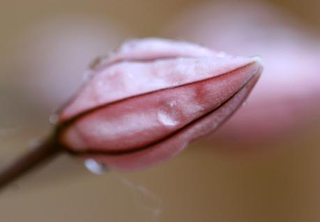 Eremurus - Le Lys des steppes ou Lys queue de renard Eremurus - Le Lys des steppes ou Lys queue de renard