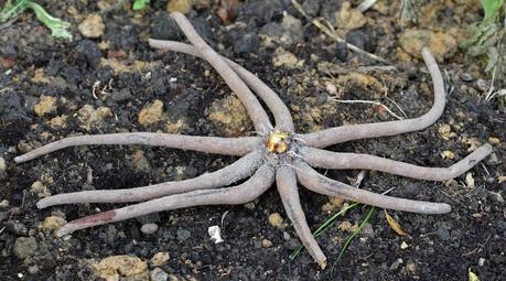 Eremurus - Le Lys des steppes ou Lys queue de renard Eremurus - Le Lys des steppes ou Lys queue de renard
