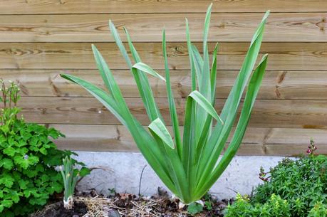 Eremurus - Le Lys des steppes ou Lys queue de renard Eremurus - Le Lys des steppes ou Lys queue de renard