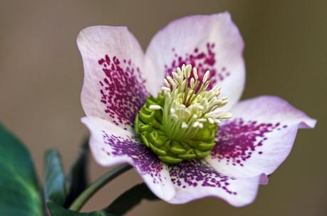 Hellébore ou Rose de Noël Hellébore ou Rose de Noël