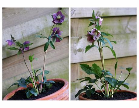 Hellébore ou Rose de Noël Hellébore ou Rose de Noël