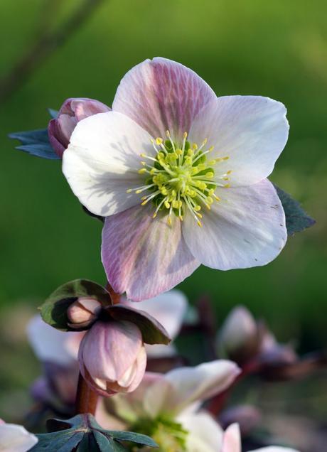 Hellébore ou Rose de Noël Hellébore ou Rose de Noël