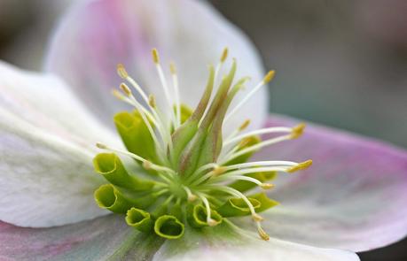 Hellébore ou Rose de Noël Hellébore ou Rose de Noël