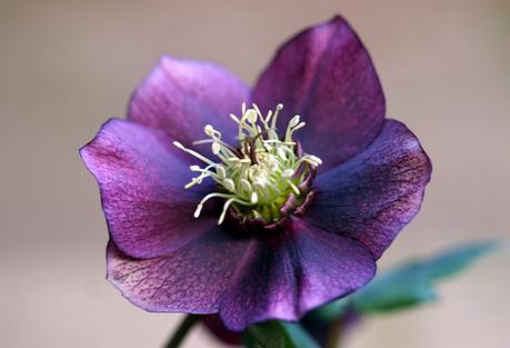 Hellébore ou Rose de Noël Hellébore ou Rose de Noël