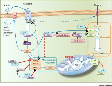 #trendsincellbiology #carburant #glycolyse #cyclecellulaire #ADN L’alimentation en carburant du cycle cellulaire
