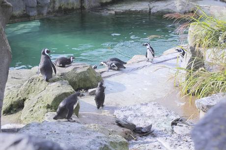 Une Journée à  Pairi Daiza