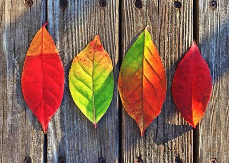 Cure detox d’automne : comment se préparer pour l’hiver ? Cure detox d’automne : comment se préparer pour l’hiver ?