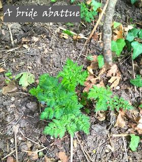 Cueillette d'herbes aromatiques sur les coteaux d'Evreux (27)