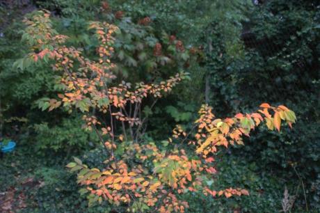 11 prunus autumnalis veneux 17 oct 2016 002 (2).jpg