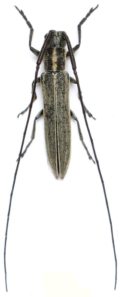 Calamobius filum, Céréales Killer - Zdenek Chalupa