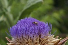 artichaut, artichoke, flower, fleur, bleu, violet, blue, indigo, insecte, abeille, insect, bee, butine, butiner, pollen, nectar