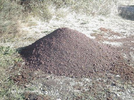 PROMENADE DE CE MATIN promenade,photos,loisirs,sud,saisons,automne