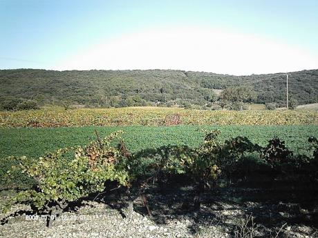 PROMENADE DE CE MATIN promenade,photos,loisirs,sud,saisons,automne