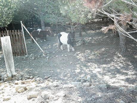 PROMENADE DE CE MATIN promenade,photos,loisirs,sud,saisons,automne