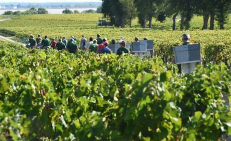 Vendange au Château Montrose, dans la région de Bordeaux, le 3 octobre 2016