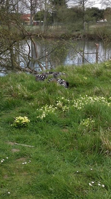 Le Parc des félins en famille – Seine et Marne