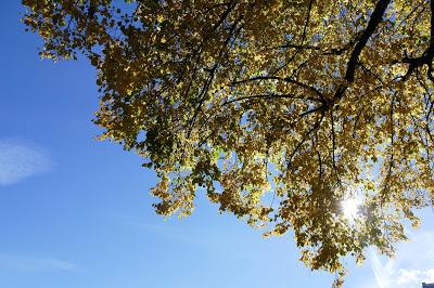 Photographie: couleurs d´automne autour de Mittenwald