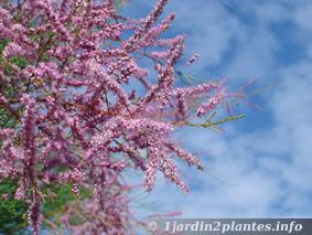 Un arbuste à fleurs: le tamaris