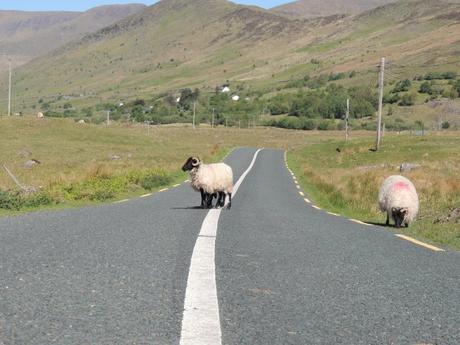 moutons route connemara sheep on road