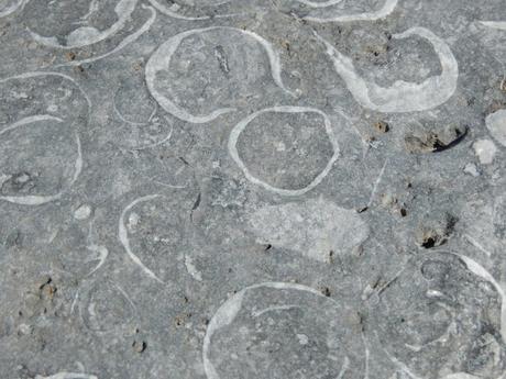 fossiles pierres