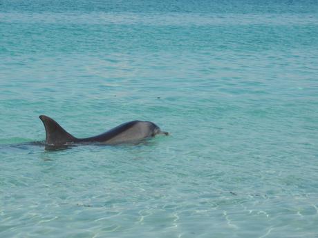 dauphin ile d'aran dolphin