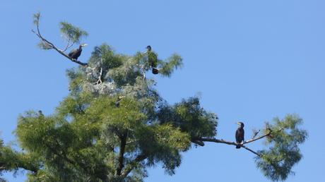 oct-cormorans-jpg