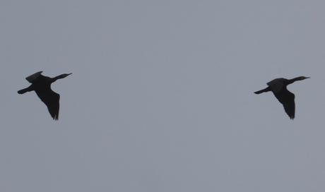 oct-cormorans-2-jpg