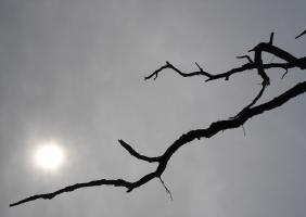 photo,photographie,photograph,arbre,branch,branche,ciel,cloud,cloudy,couvert,dead,hazy,mort,nuage,overcast,sky,soleil,sun,tree,nuageux,voilé